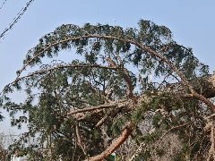 <font color='#333333'>华源发市场接来欧洲赤松 在苗圃越冬</font>