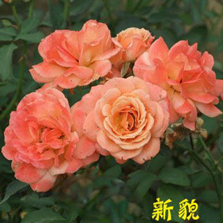 <b>你的花叶子发黄吗？一起来聊聊花叶发黄那点儿事</b>