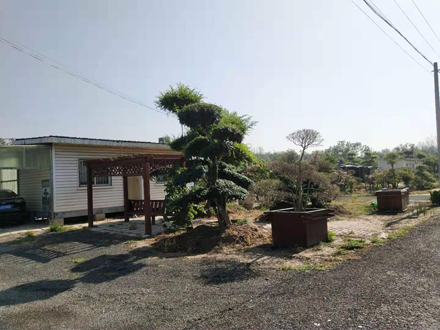 苗木二期7排12号