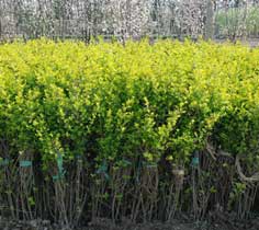 <b>家里养花，基础养护抓哪几个关键点？</b>