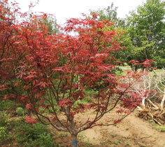 <b>你了解花卉习性吗？知道哪些花卉喜酸性吗？</b>