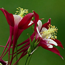 <b>大花耧斗菜</b>