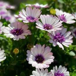 <b>南非万寿菊</b>