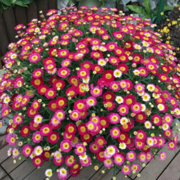 <b>玛格丽特花</b>