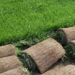 <b>早熟禾草坪</b>