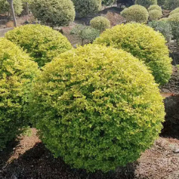 <b>金叶女贞球</b>