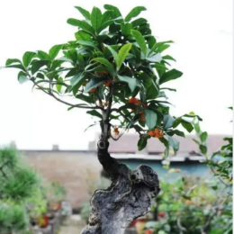 <b>桂花盆景</b>