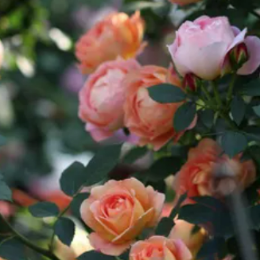 <b> 夏洛特夫人—月季</b>