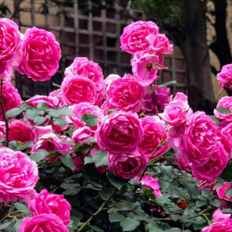 <b>大游行—月季</b>