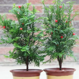 <b>造型红豆杉</b>