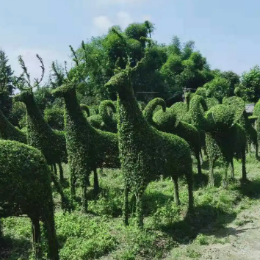 <b>小叶女贞动物造型</b>