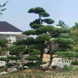 <b>造型五针松</b>