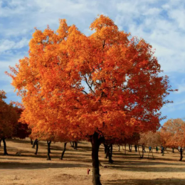 <b>五角枫老桩</b>