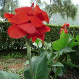 <b>水生美人蕉</b>