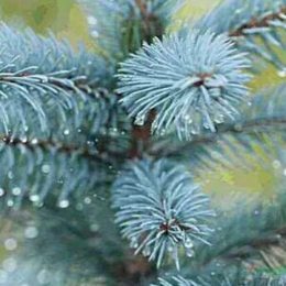 <b>克罗拉多蓝杉</b>