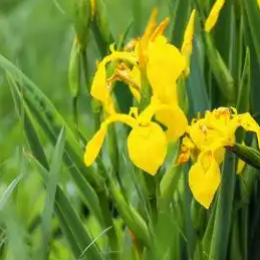 <b>黄花鸢尾</b>