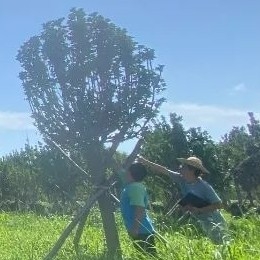 <b>华源发黄杨 | 它是农业科技创新的产物，为北京增添了更多绿色！</b>