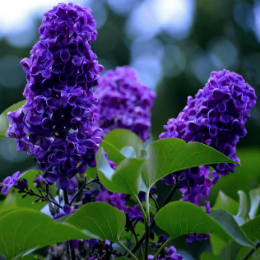 <b>紫丁香</b>