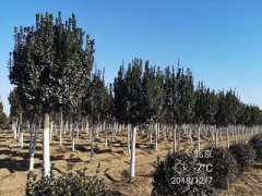 万物凋敝，它却兀自生长，冬青冬绿不再是传说