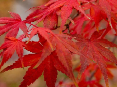 <b>华源发的鸡爪槭：【一眼惊艳】叶似鸡爪，美若云霞！这种树堪称秋日</b>