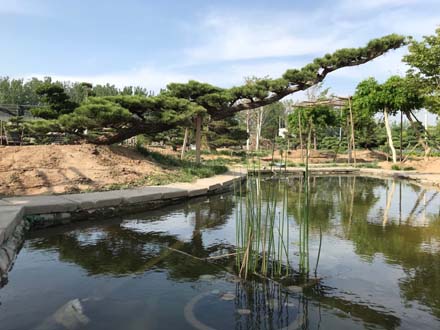 苗木二期8排18东-红豆杉 造型油松