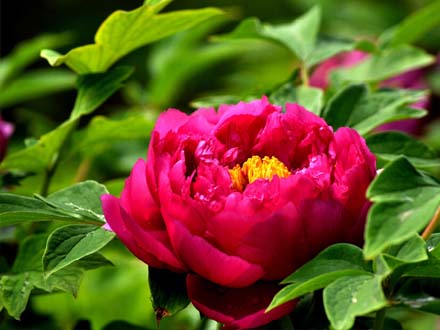 北京春华秋实园艺中心