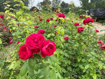 山东绿洲苗木基地直销