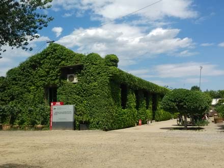 北京华源发苗木基地