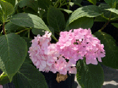 初次接触绣球花如何管理--华源发苗木市场