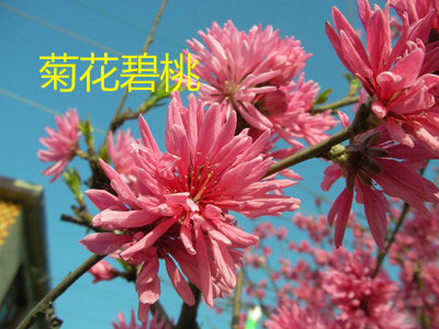 北京京华丰源苗木基地