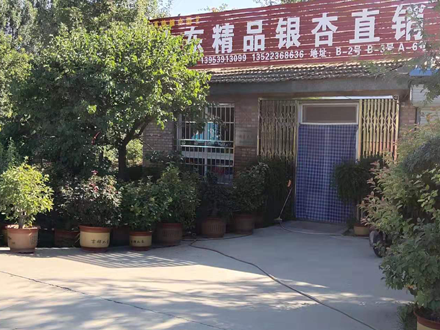 北京百信银杏苗木基地