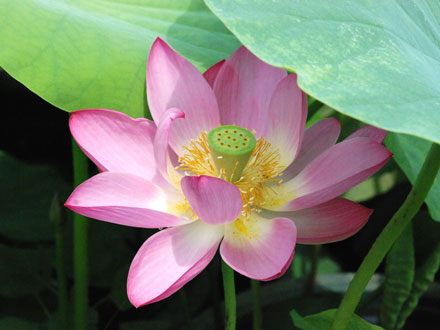 北京天北水景园艺有限公司