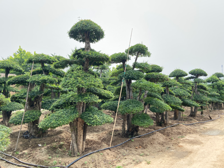 湖北京山昌盛园林有限公司