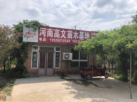 河南高文苗木基地