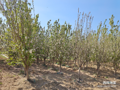 苗木二期8排19号