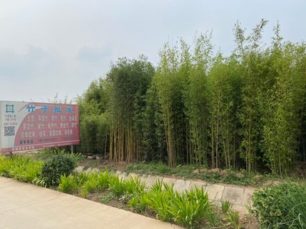 苗木二期7排11号