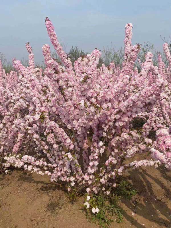 粉花麦李的病虫害防治方法--华源发苗木市场