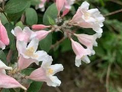 欧洲荚蒾的扦插繁殖方式