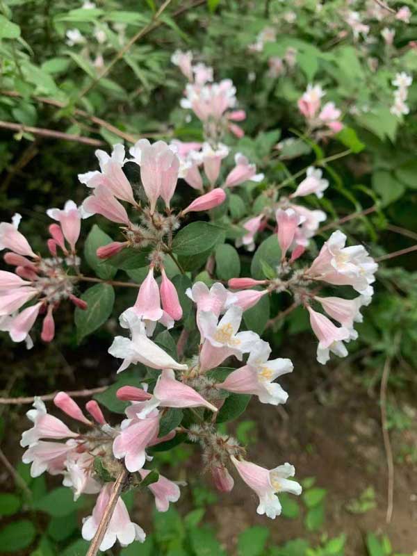 粉花麦李的病虫害防治方法--华源发苗木市场
