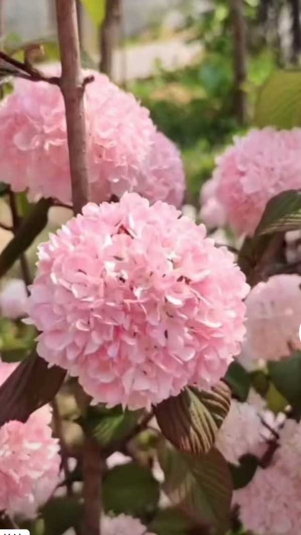 粉花麦李的病虫害防治方法--华源发苗木市场