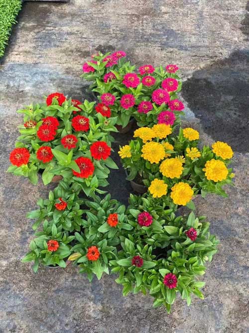 绿化苗木推荐-百日菊