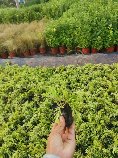绿化苗木推荐-佛甲草