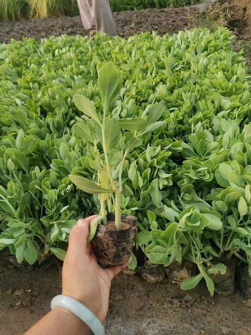 绿化苗木推荐-景天