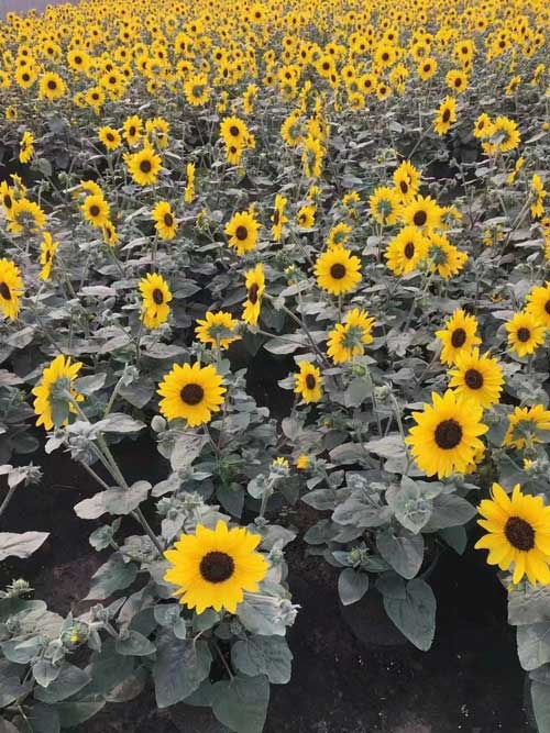 绿化苗木推荐-向日葵