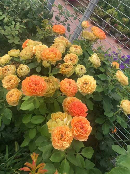 绿化苗木推荐-月季花