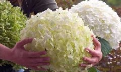 绣球花-庭院绿化观赏植物--华源发苗木市场