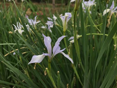 马莲花的花语是什么？华源发苗木市场