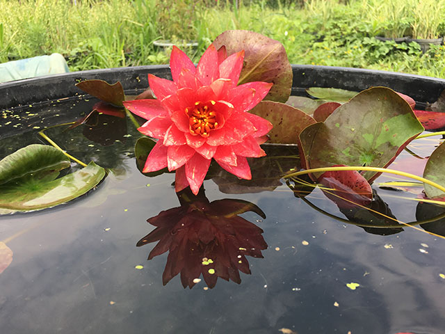 水生植物推荐-睡莲