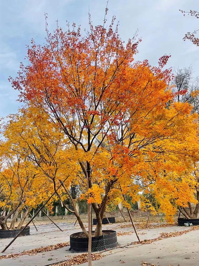 丛生元宝枫秋景-华源发绿化网