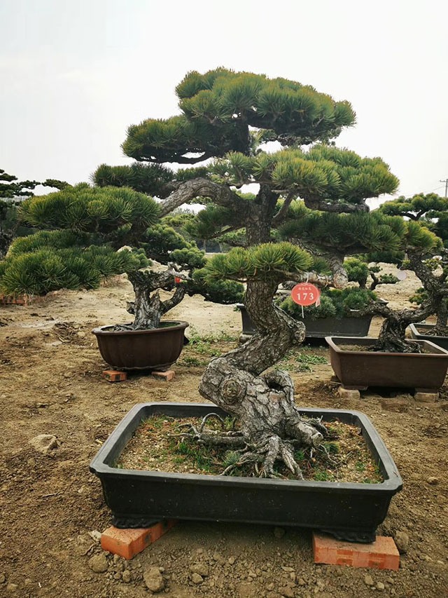 造型黑松盆景-华源发绿化网